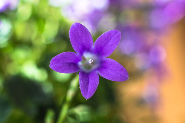 Bloemen van de huisplant Campanula close-up - Foto, afbeelding