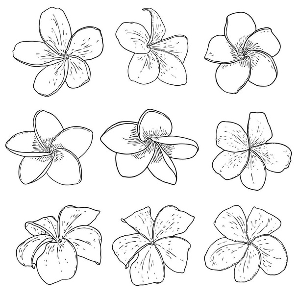 Plumeria blooms hand drawn set. Exotic flowers blooming from tropics set. Traditional floral foliage from Hawaii, Bali collection. Open buds Plumeria petals drawing line art. Vector. - Вектор,изображение