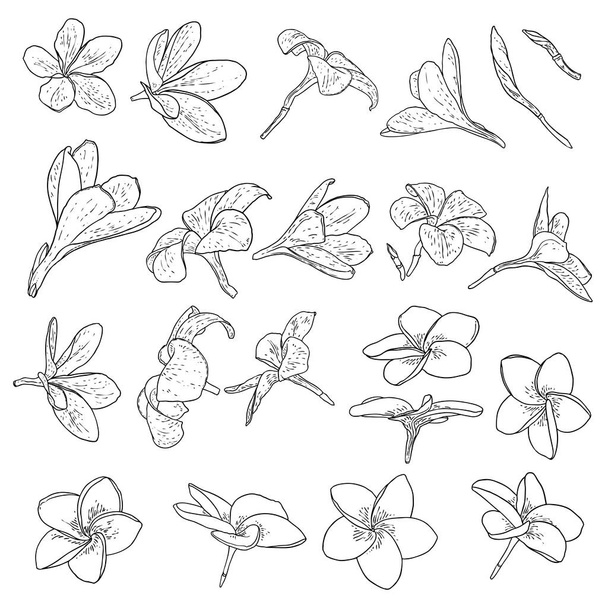 Plumeria flowers set. Exotic tropical jungle floral collections for decoration and pattern making. Caribbean, outside plants heads, open blooms. Line hand drawing style art. Vector. - Vector, afbeelding