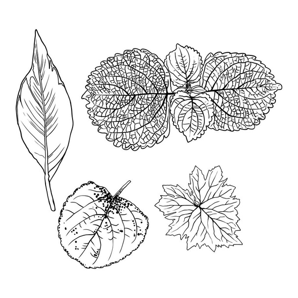 Domesticated home  and city forest seasonal leaves drawing set. Collections  of seasonal leaf. Floral design elements. Summer sale prints, vector. - Διάνυσμα, εικόνα