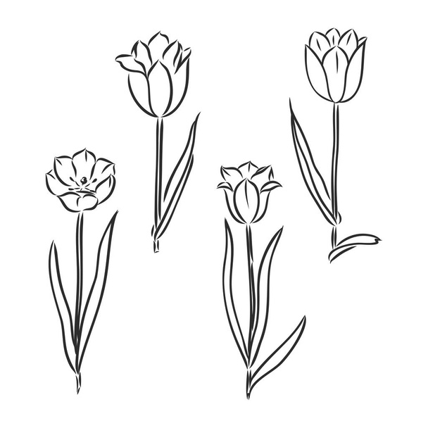Tulpenblume Grafik schwarz weiß isoliert Skizze Illustration Vektor - Vektor, Bild