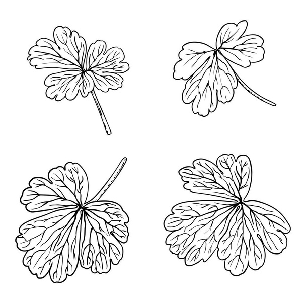 Domesticated home  and city forest seasonal leaves drawing set. Collections  of seasonal leaf. Floral design elements. Summer sale prints, vector. - Vektör, Görsel