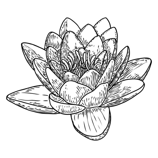 Lotus flower. Floral botanical water lily flower. Isolated blooming pond wildflower. Lotus flower for spiritual body and mind designs, spa, meditation, religion, yoga. Vector. - Vektor, kép