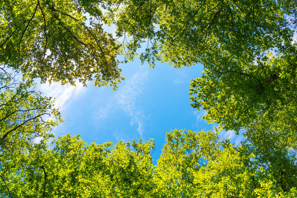 Trees in the green forest on blue sky background - Photo, image