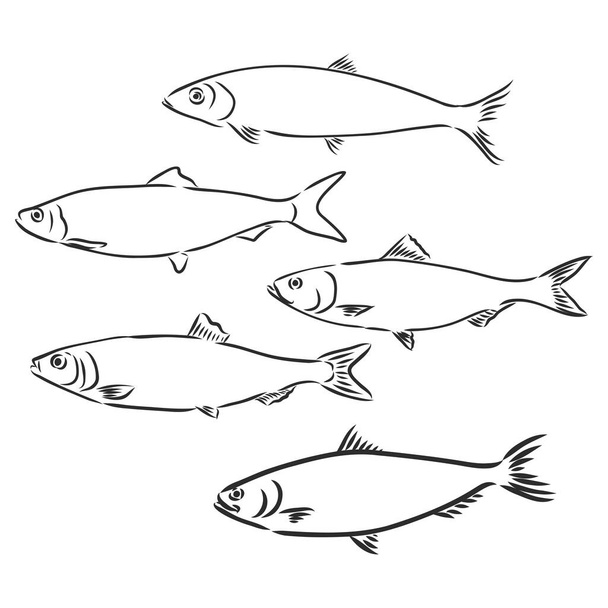 Peces sardinas dibujo a mano grabado vintage ilustración - Vector, imagen