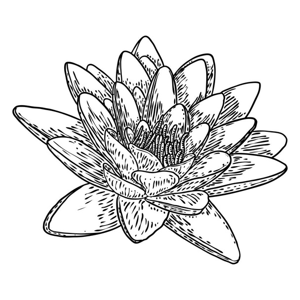 Lotus flower. Floral botanical water lily flower. Isolated blooming pond wildflower. Lotus flower for spiritual body and mind designs, spa, meditation, religion, yoga. Vector. - Vektör, Görsel
