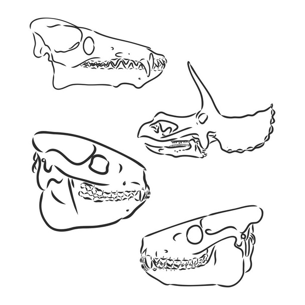 Dinosaur Skull. Dibujo de cráneo dinosaurio esqueleto vector - Vector, imagen