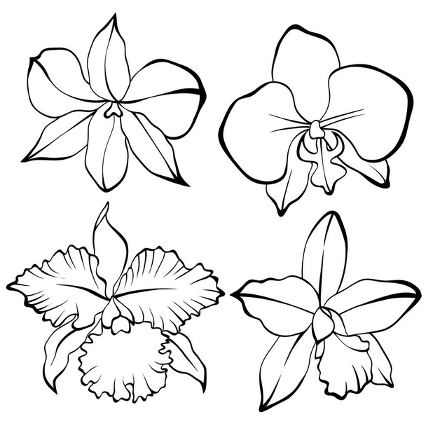 Handgezeichnetes Orchideensatz - Vektor, Bild