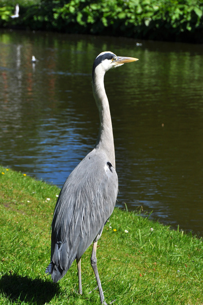 Gray heron - Zdjęcie, obraz