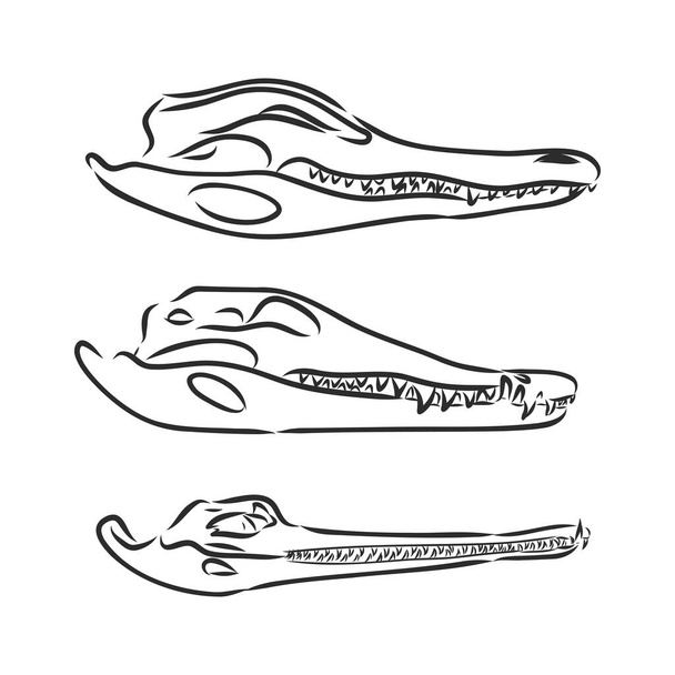 Κρανίο Δεινόσαυρου. Σχέδιο του T-Rex Skull διάνυσμα σκελετού δεινόσαυρου - Διάνυσμα, εικόνα