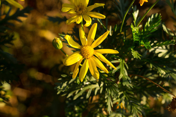 Daisy-szerű sárga virág, sárga szirmok, tavaszi virág; intenzív szín sárga szirmok. - Fotó, kép
