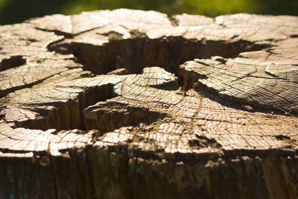 tronc d'arbre coupé ; tronc texturé où vous pouvez dire le nombre d'années de vie dans ses anneaux de croissance. Connectez-vous en forme de table pour un pique-nique. - Photo, image