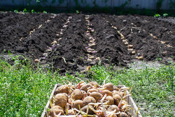 lavorare su un campo di patate con un vecchio trattore - Foto, immagini