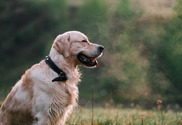 Beige perro esponjoso se encuentra con el amanecer en la naturaleza. Golden retriever en la niebla de la mañana en un prado verde. - Foto, imagen