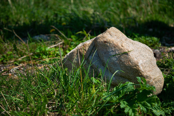 Close-up of a gray boulder in a green hall on a sunny summer day. - Fotoğraf, Görsel