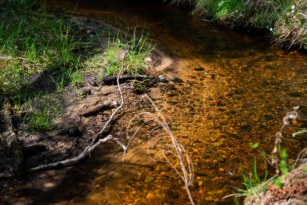 czysta woda źródło rzeki lasu z przezroczystą wodą, przez którą świeci wzór kamieni i kamieni. - Zdjęcie, obraz