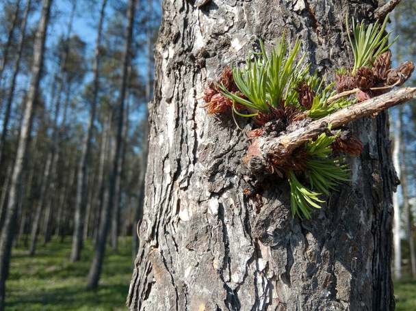 larch and young needles of larch in spring - Photo, Image