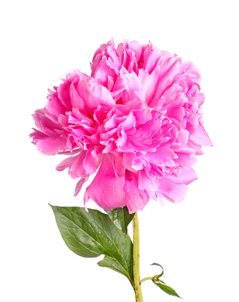 ροζ παιωνία λουλούδι, στέλεχος και φύλλα σε λευκό - Φωτογραφία, εικόνα