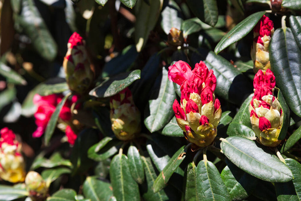 Růžový Rododendron zblízka. Květiny v jarním parku. - Fotografie, Obrázek