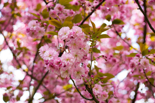 Beautiful cherry blossom sakura in spring time on nature background. Botanical garden concept. Tender bloom. Aroma and fragrance. Spring season. Tenderness. Branch of sakura. Perfumery concept. - Valokuva, kuva