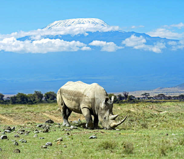 Чорні носороги
 - Фото, зображення