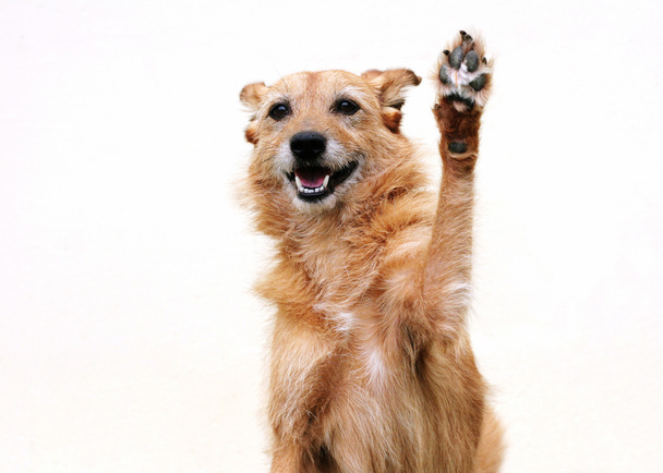 Симпатичная неряшливая собака-терьер с высоко поднятой лапой в воздухе.
 - Фото, изображение