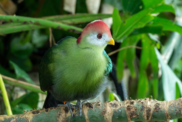 A red-crested turaco (Tauraco erythrolophus) up close. A beautiful tropical African bird. - Photo, Image
