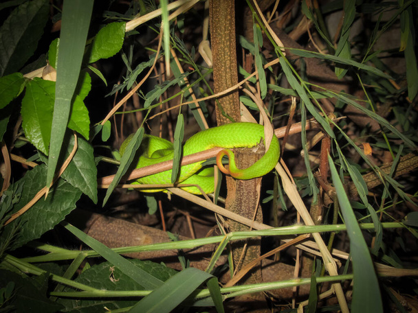 Sumatran Green Pit Viper ночью          - Фото, изображение