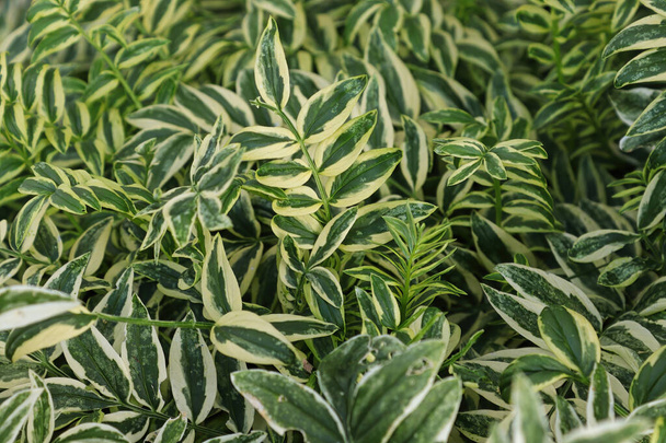 Closeup of the green variegated leaves on a Jacobs Ladder - Foto, imagen