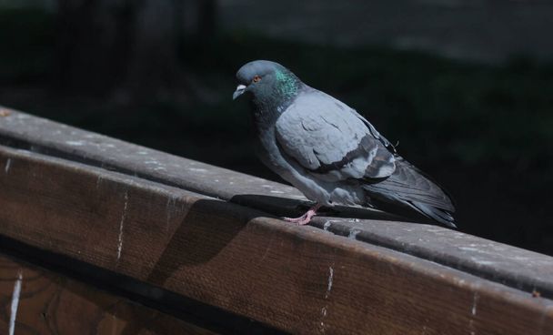 portrait of a dove sitting on the edge of a bench on a blurred nature  - Foto, imagen