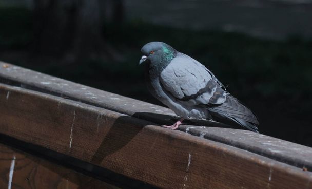retrato de una paloma sentada en el borde de un banco en una naturaleza borrosa  - Foto, imagen