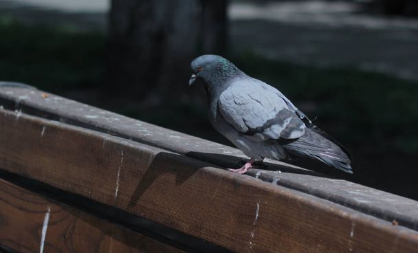 портрет голубя, сидящего на краю скамейки на размытой природе  - Фото, изображение