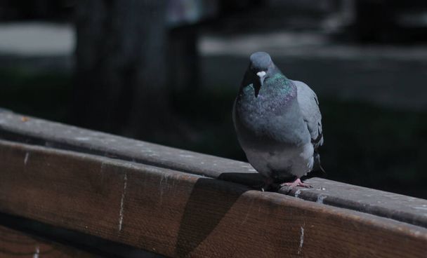 portrait of a dove sitting on the edge of a bench on a blurred nature  - 写真・画像