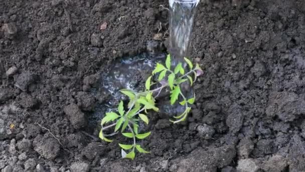Coltivatore piantare pomodori piantina di semenzaio in orto biologico. Innaffiare la pianta dopo la piantagione - Filmati, video
