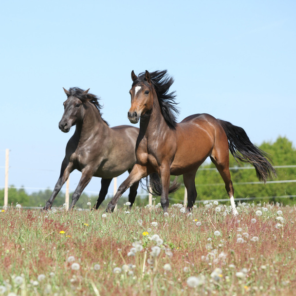 két csodálatos lovak, futás-ra tavaszi legeltetés - Fotó, kép
