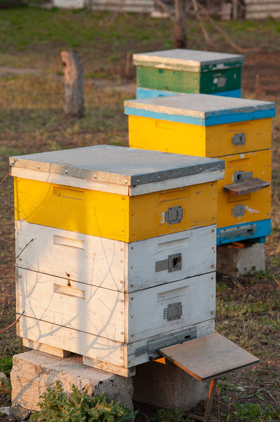 庭の蜂のための木製の巣箱 - 写真・画像