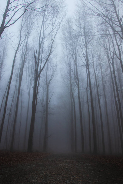 Depressieve en frustrerende stemmingsfoto 's. Het bos is verloren in de mist. De ochtendzon doordringt mist. Naar de hel. Bare boomtakken op een wazige dag. - Foto, afbeelding