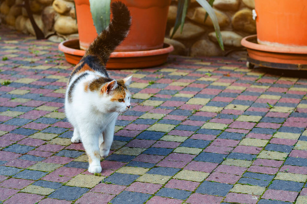 триколірна кішка на тротуарній плитці біля сараю на фермі
. - Фото, зображення