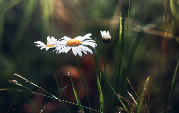 Daisies in the forest with blurred background - Photo, image
