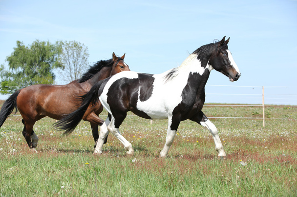 春の牧草で実行されている 2 つの驚くべき馬 - 写真・画像