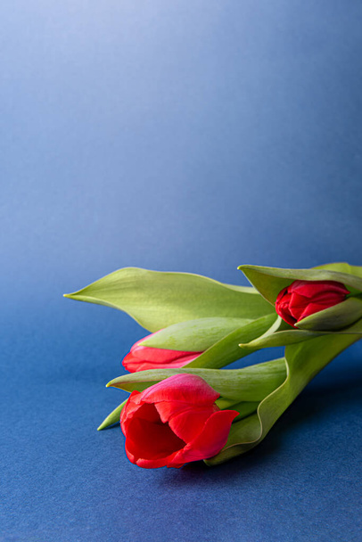 Three bright natural red tulips with leaves on dark blue paper. Seasonal colorful background with small spring flower bouquet and large copy space. Vertical orientation. Selective focus. - Photo, Image