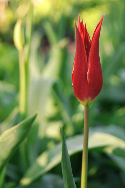 Tulpen in de bloementuin. Oekraïense tulpen. In het koninkrijk van planten en bloemen. Rode tulpen. Oekraïense bloembed.  - Foto, afbeelding
