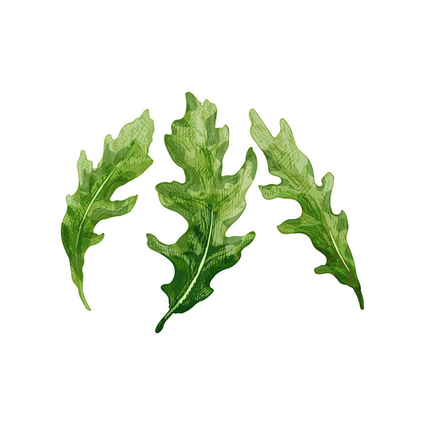 Arugula fresh green leaves. Vintage vector hatching illustration - Vector, Image
