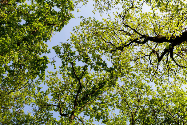 Fák koronái - Fotó, kép