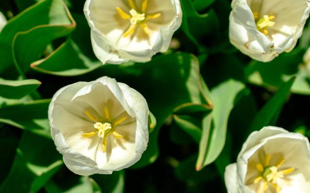 Flores de la variedad hakuun tulipanes de color blanco en una vista de cerca desde arriba - Foto, Imagen