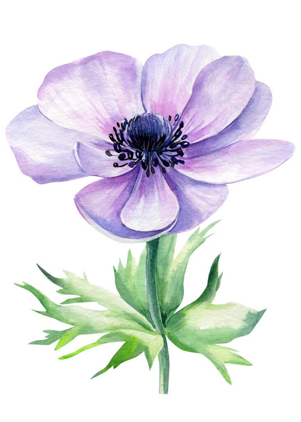 Watercolor flower, anemone on isolated white background, floral design element - Foto, imagen