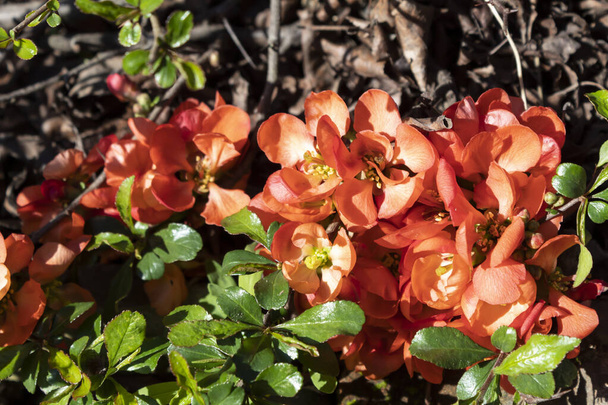 Les fleurs rouge vif de chaenomeles ont fleuri au printemps sur le buisson.  - Photo, image