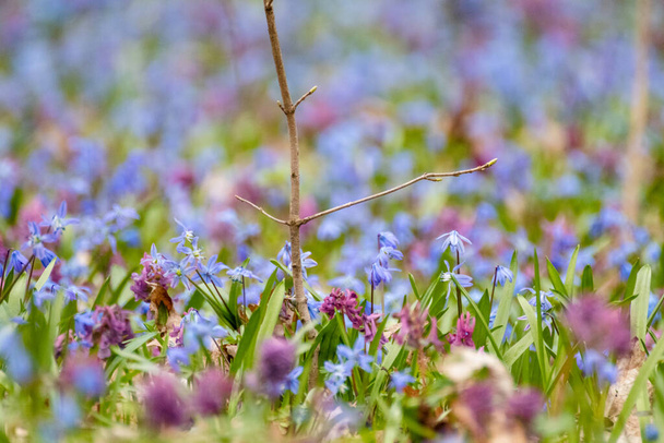Blühender schöner Rasen aus blauem Scilla bifolia (Alpenquiller, Zweiblättriger Quillet) und lila Corydalis cava in Großaufnahme. Sonnige Frühlingsblumen Details mit selektivem Fokus verschwimmen - Foto, Bild