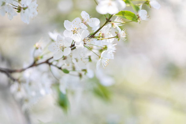 Spring flowering trees. Plenty of flowers on cherry and plum. White background - Foto, Imagem
