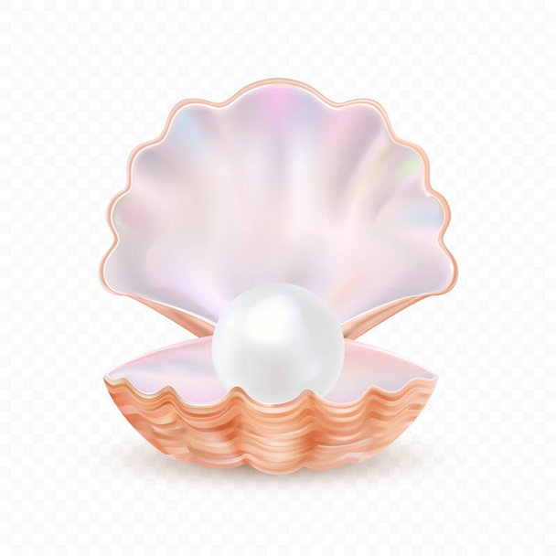 Sea shell realistic icon isolated on white background. Mother of pearl, oyster, clam. Finest quality. Vector Illustration. - Vector, Image